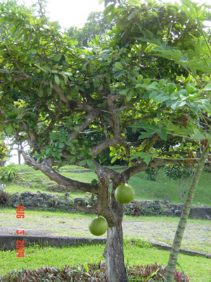 calabash tree.jpg
